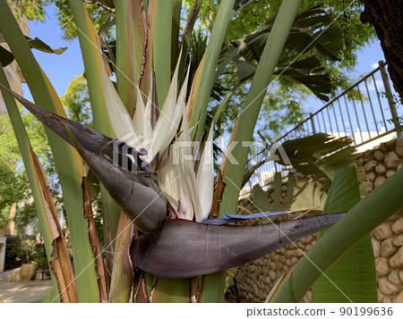 Blooming evergreen Strelitzia Nicholas (lat. Strelitzia nicolai) 90199636