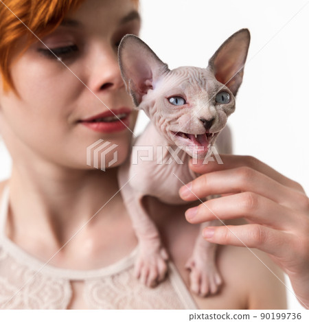 Sphynx Hairless kitten meowing, sitting on shoulder of redhead young woman. Close-up view, studio shot on white background. Selective focus on foreground, shallow depth of field. Part of series. 90199736
