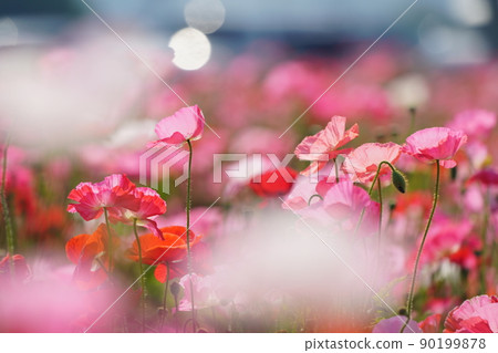 罌粟 6268 90199878