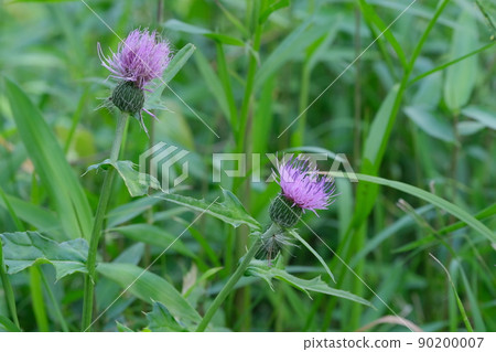 Thistles blooming in the fields have a refreshing and cool atmosphere. Thistles blooming in the fields have a refreshing and cool atmosphere. 90200007