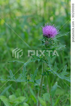 Thistles blooming in the fields have a refreshing and cool atmosphere. Thistles blooming in the fields have a refreshing and cool atmosphere. 90200008