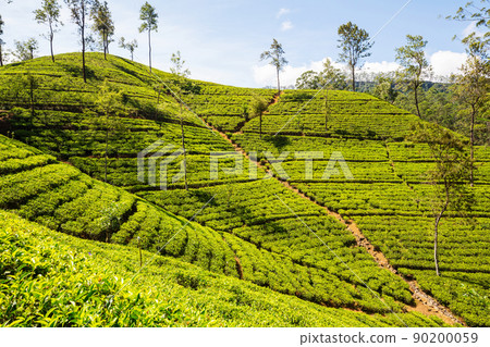 Tea plantation Tea plantation 90200059