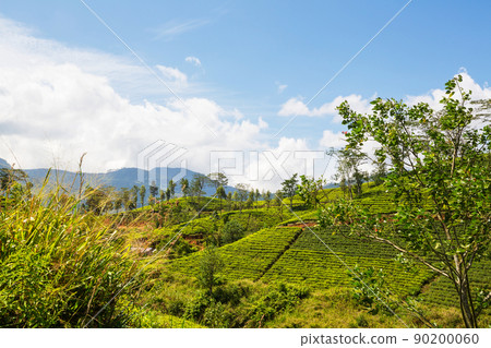 Tea plantation Tea plantation 90200060