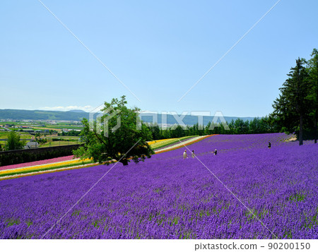 Lavender field 90200150