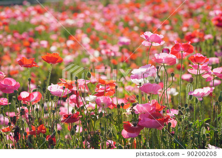 Poppy 6050- Poppy 6050- 90200208