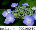Hydrangea of three flowering 90200240
