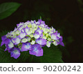 Purple hydrangea 90200242