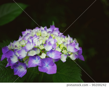 紫色繡球花 90200242