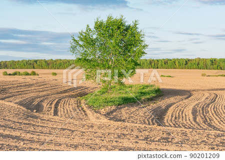 Lonely birch tree on the dry field at sunset. Lonely birch tree on the dry field at sunset. 90201209
