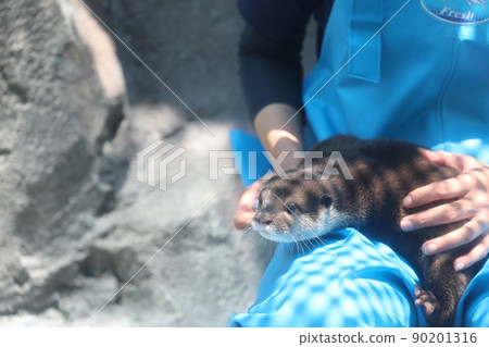 【5月，三重縣鳥羽市】飼養員鳥羽水族館的小爪水獺寶寶 90201316