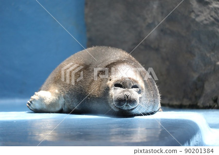 [May, Toba City, Mie Prefecture] Baikal seal, Toba Aquarium, frowns on the face of a gorilla in the sun. 90201384