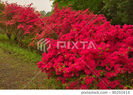 Fiery red azalea Fiery red azalea 90201618