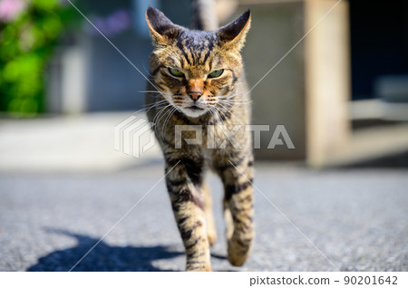 Walking whale cat Walking whale cat 90201642