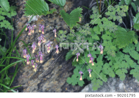 Apoi larch (Mt. Apoi, Hokkaido) 90201795