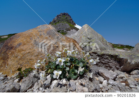 Viola kitamiana and Mt. Iou (Shiretoko, Hokkaido) 90201826