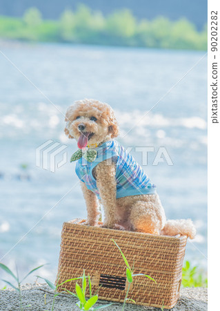 River and dog 90202282