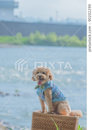 River and dog River and dog 90202299