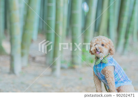 竹林和狗 90202471