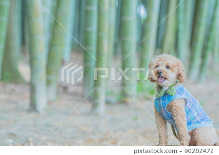 竹林和狗 90202472