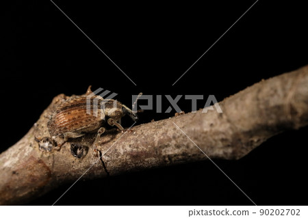 生物 昆蟲 Hypera postica,原產於歐洲。入侵併入侵幾乎全世界 生物 昆蟲 Hypera postica,原產於歐洲。入侵併入侵幾乎全世界 90202702