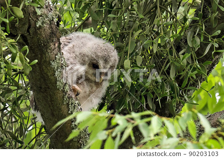 A young owl that has just left the nest is still mofumofu 90203103
