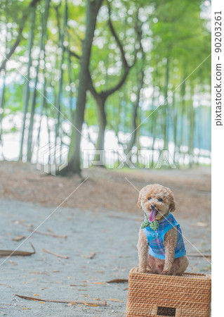 狗和竹林 90203261