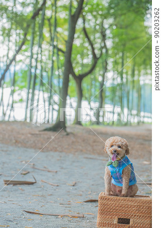 狗和竹林 90203262