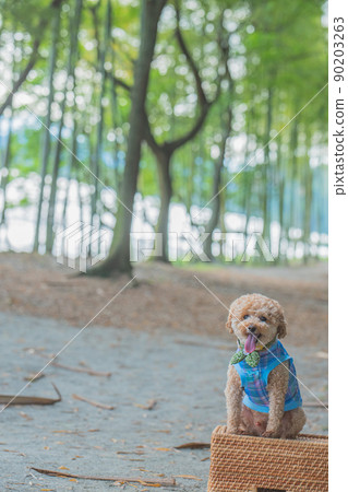 狗和竹林 90203263