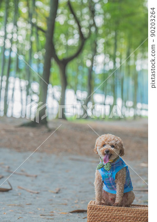 狗和竹林 狗和竹林 90203264