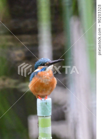 翠鳥如寶石 90203328