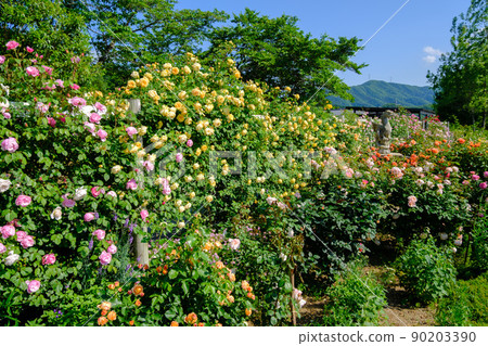 Rosa & Berry 多和田玫瑰園 90203390