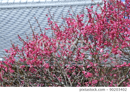 新福寺的梅花 90203402