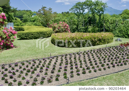 Sanin Tottori Flowerbed (Spring Garden) Sanin Tottori Flowerbed (Spring Garden) 90203464