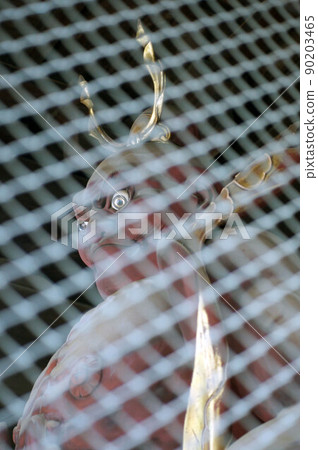 Horinouchi Myohoji Temple Nio statue behind wire mesh, unshaped 90203465