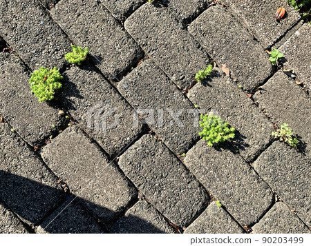 Spring buds through the gaps in the paved stone pavement 90203499