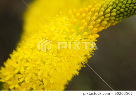 Bourbonella flowers 90203562