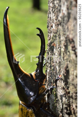 Hercules Beetle Hercules Hercules on a tree 90203625