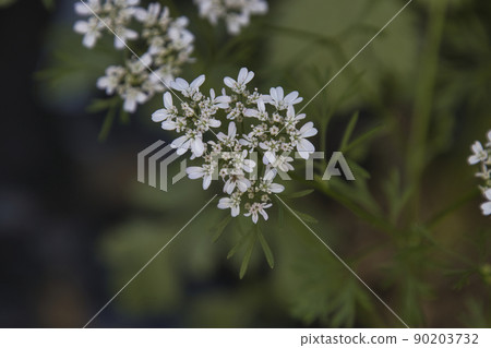 帕庫蒂花 90203732
