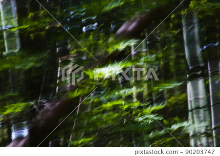 Bra the young leaves of the maple 90203747