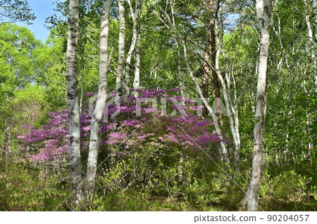 Rhododendron chinensis blooming in the birch forest of Yachiho Highland Rhododendron chinensis blooming in the birch forest of Yachiho Highland 90204057