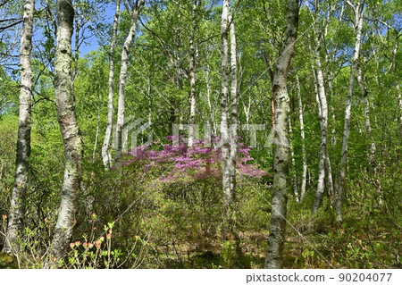 Rhododendron chinensis blooming in the birch forest of Yachiho Highland 90204077