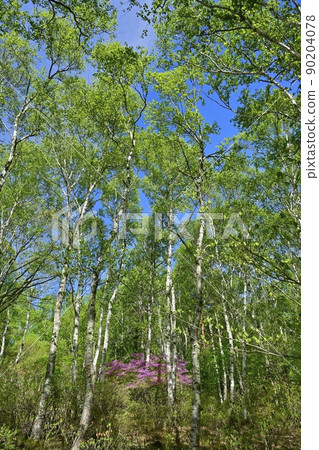 Rhododendron chinensis blooming in the birch forest of Yachiho Highland 90204078
