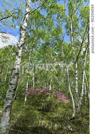 Rhododendron chinensis blooming in the birch forest of Yachiho Highland 90204094