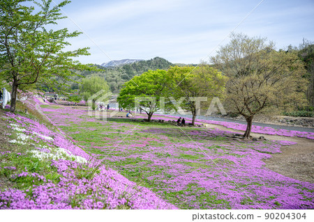 The moss phlox in Tachiyagawa, Yamagata Prefecture is in full bloom during Golden Week. Thanks to the efforts of volunteers. 90204304