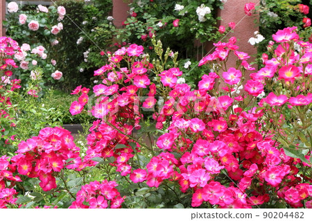 Japanese Saitama roses Japanese Saitama roses 90204482