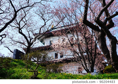 Matsumae castle and cherry blossoms Matsumae castle and cherry blossoms 90204483