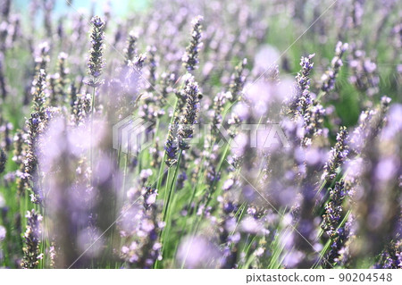Lavender field Lavender field 90204548