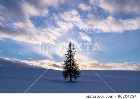 《Hokkaido》 Christmas tree tree, Biei in winter 90204784