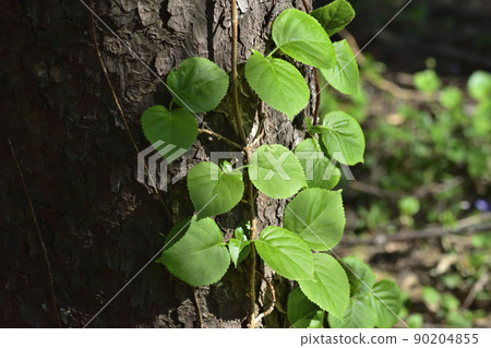 Tree trunk and poison ivy 90204855