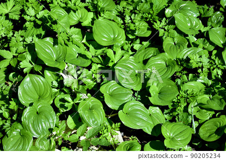 Nopporo primeval forest plants 90205234